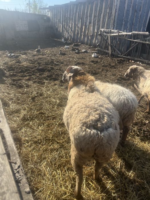 Продам барана или обмен