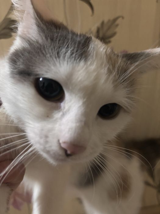 ДомащняяКошечкаМася