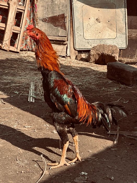 Дакан шоже апрельский обмен жаксы мекенге дакан