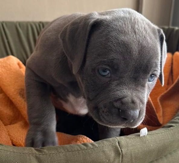 Питбулче блу нос