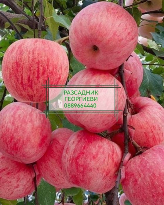 Мини (колонни) овощни дръвчета