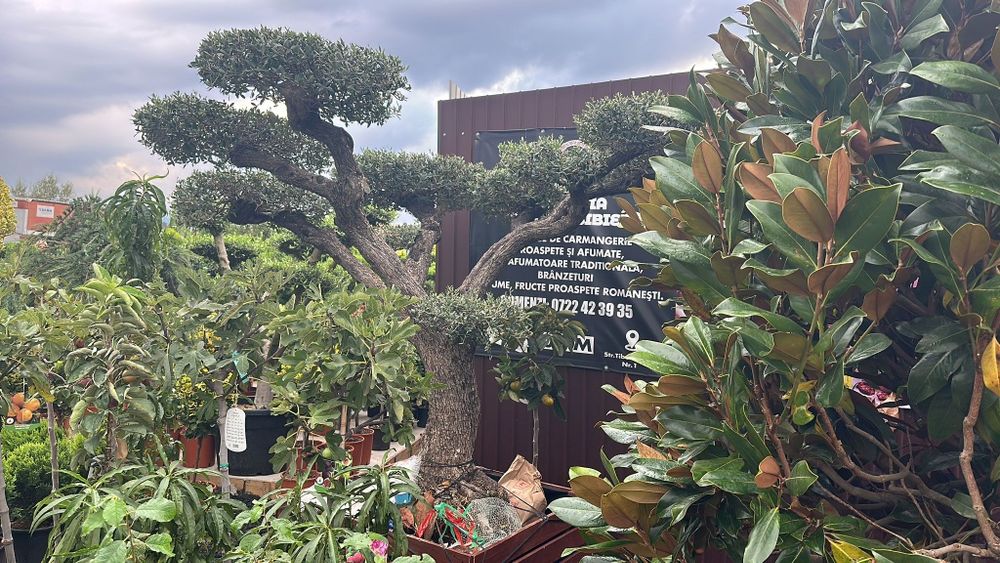 Tuia mesteacăn  magnolia  spirala