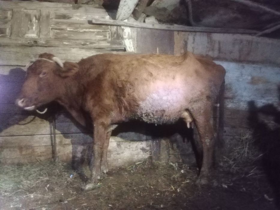 Bug‘o‘z 3-QORIN 6 oylik.