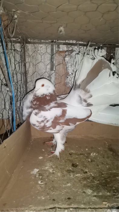 vand sau schimb porumbei