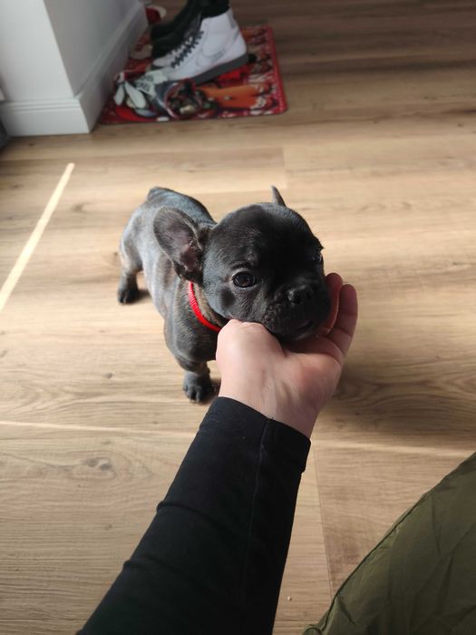 Bulldog francez royal