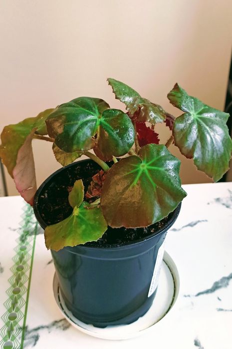 Цветы разные варианты