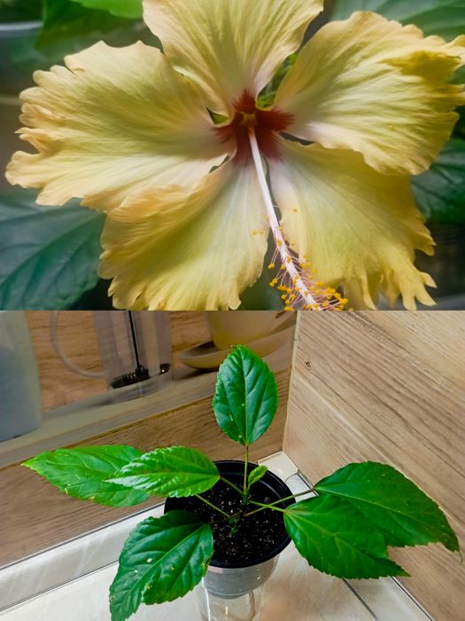 Гибискусы комнатные розы