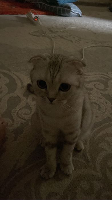 ищем кота для вязки