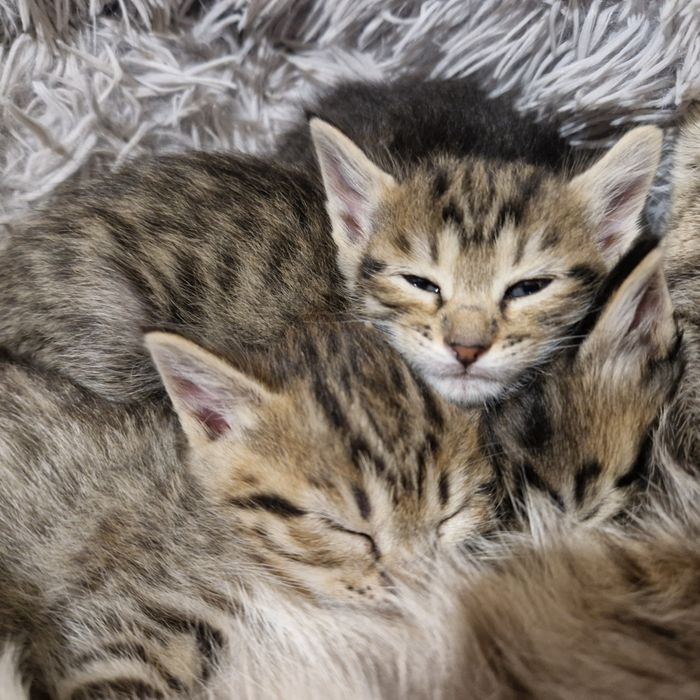 Котёнка 3 штук оригинал