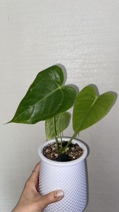 сортовые антуриумы сильвер блаш и вейчи