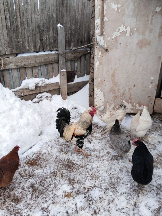 Атеш сатылады жагдайы 100%