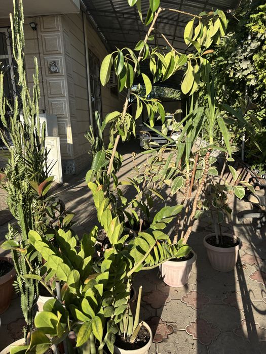 продам цветы домашние