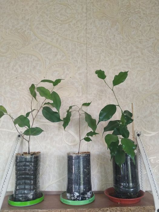 фикус бенджамина продается