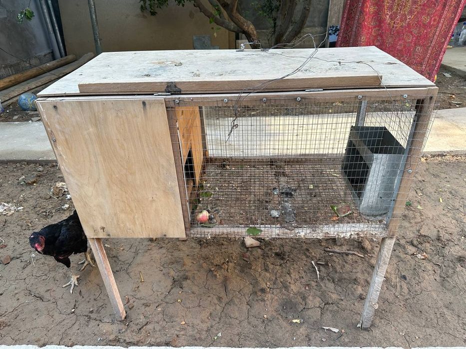 Quyon ini sotiladi raddomli