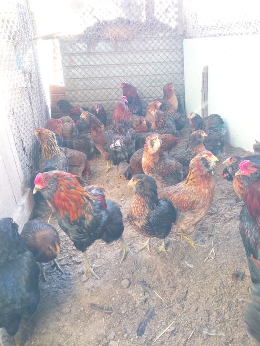 Oua de incubat - rasa Araucana