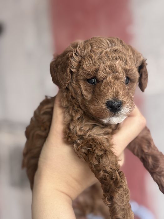 Пудел Той- женски