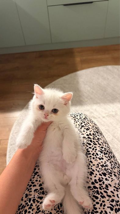 Котенок британской породы