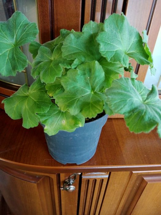 Продам комнатные растения