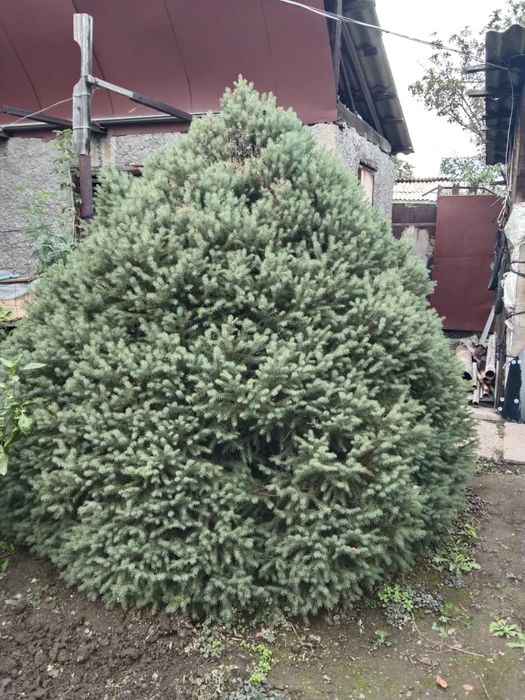 Продам ёлку живую