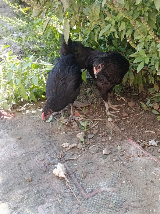 2 ta tovuq sotiladi biri ho'roz bo'lishi ham mumkin