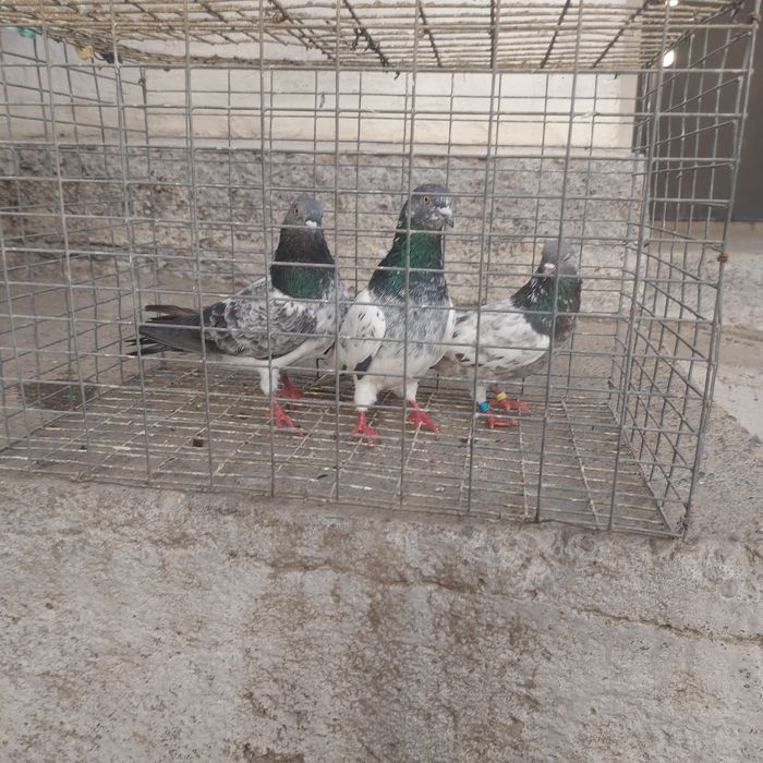 Пакистанцы  летные  с игрой