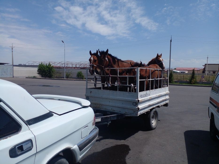 Перевозка грузов юук ташиш хизмати волга прсеб  мол кой от