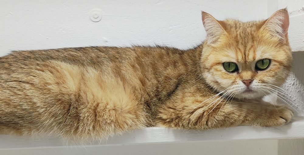 Котики британские зоЛотО*