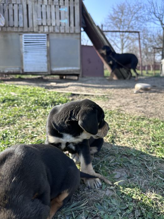 Disponibili copoi ardelenesc