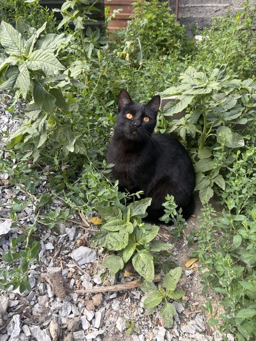 Малявка, которому нужен дом