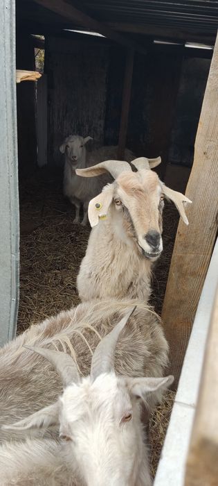 Продам племя коз