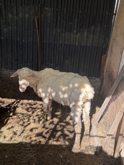 Шаруа саулық овцематка