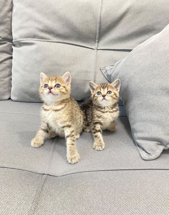 Предлагаются шотландские котята