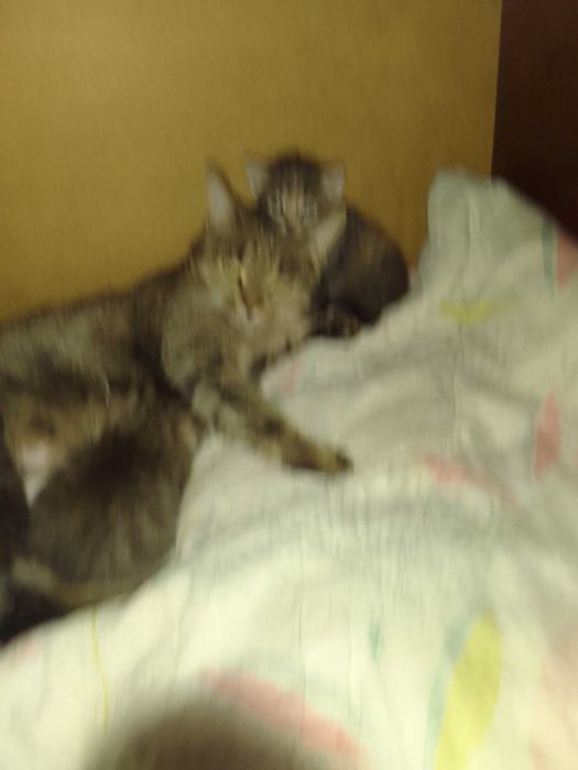 Отдам даром котят