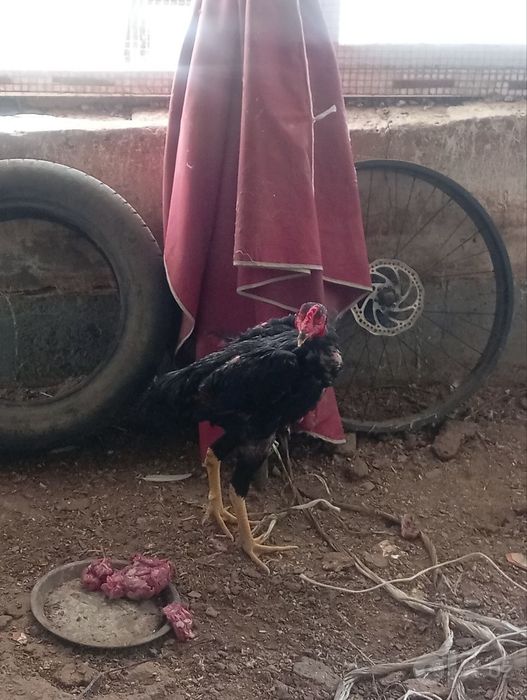 Dakan xo'roz sotiladi, chempion