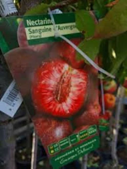 Nectarin Sanguine d'Auvergne