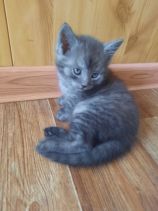 Очаровательные котята