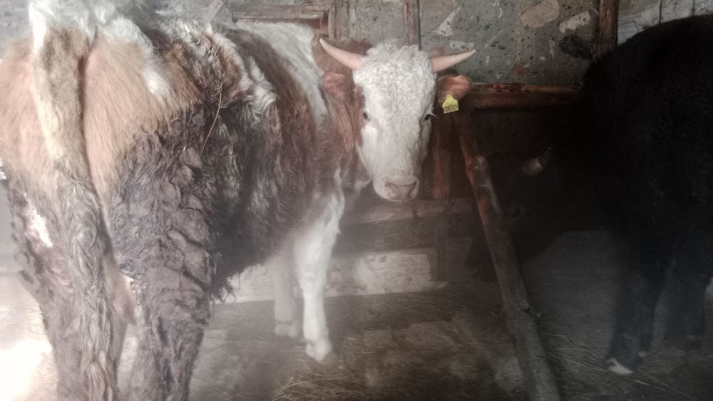 Бұқалар сатылады