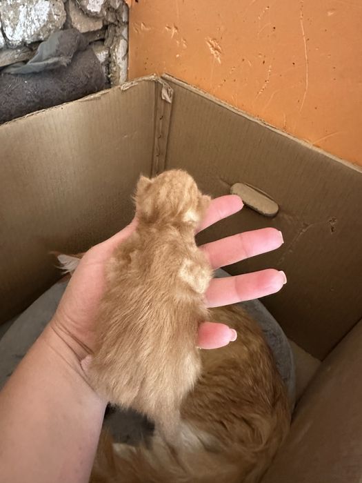 Котята мейн кун, все мальчики