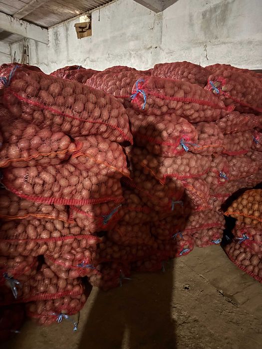 Samamta de cartofi Carrera, Paradiso, Red Fantezy