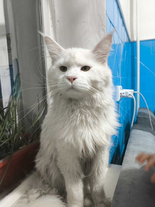 Мейн кун кот на вязку