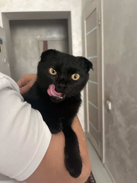 Пародасы бар мысык