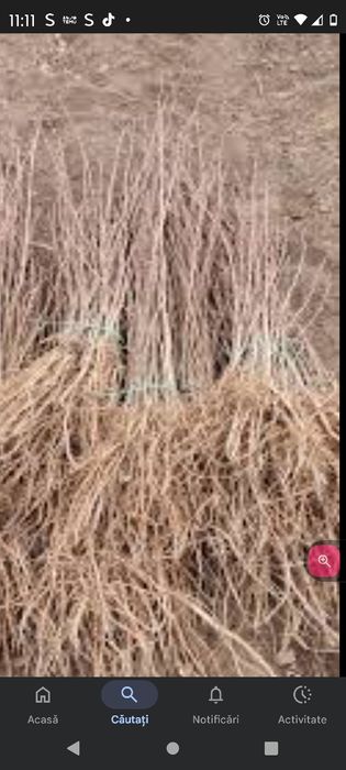 Vând puieți tratați salcâm mestecă fag Brad molid plop pin Tei