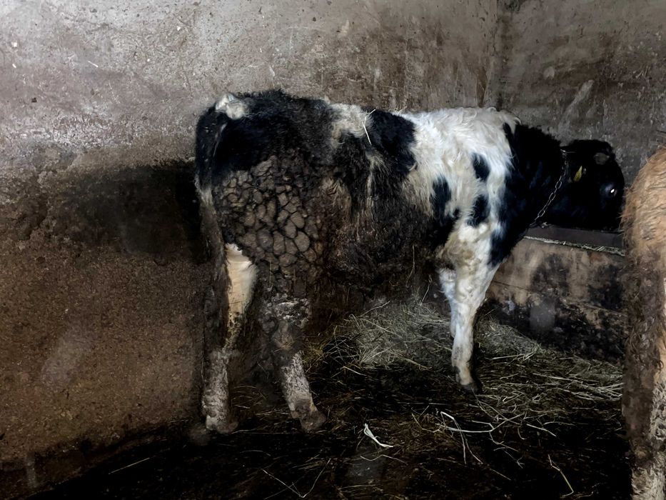 Vand 2 vitei belgieni si 1 vitea belgiana, 300 kg