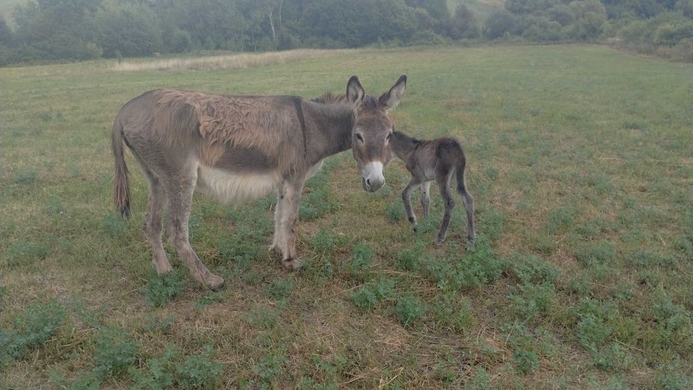 Lapte de măgăriță