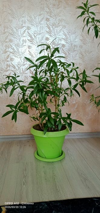 Олеандр домашний цветок