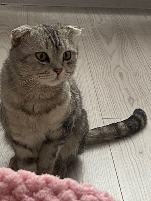 отдам кота бесплатно