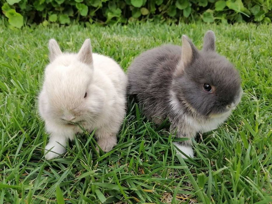Nederlandskiy karlik quyon bolalari sotiladi