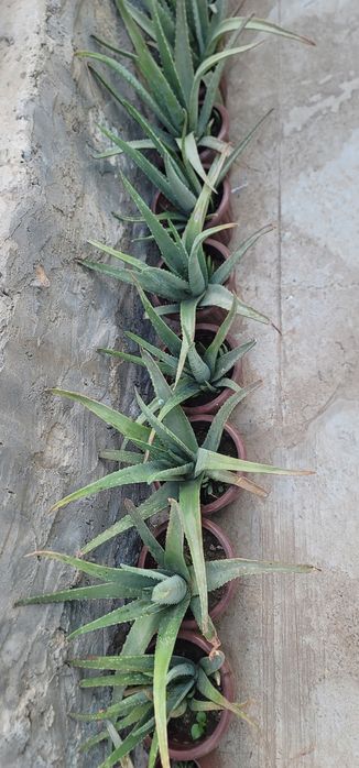 Aloe gullari Paxtachi, Navoiy