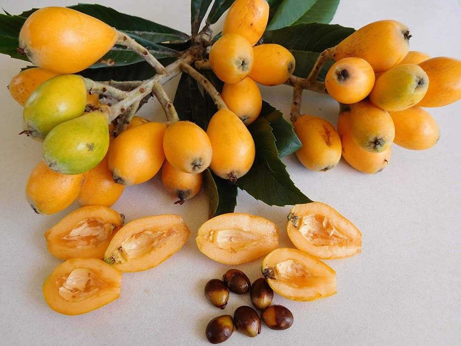 Японска мушмула (Eriobotrya japonica, Loquat)