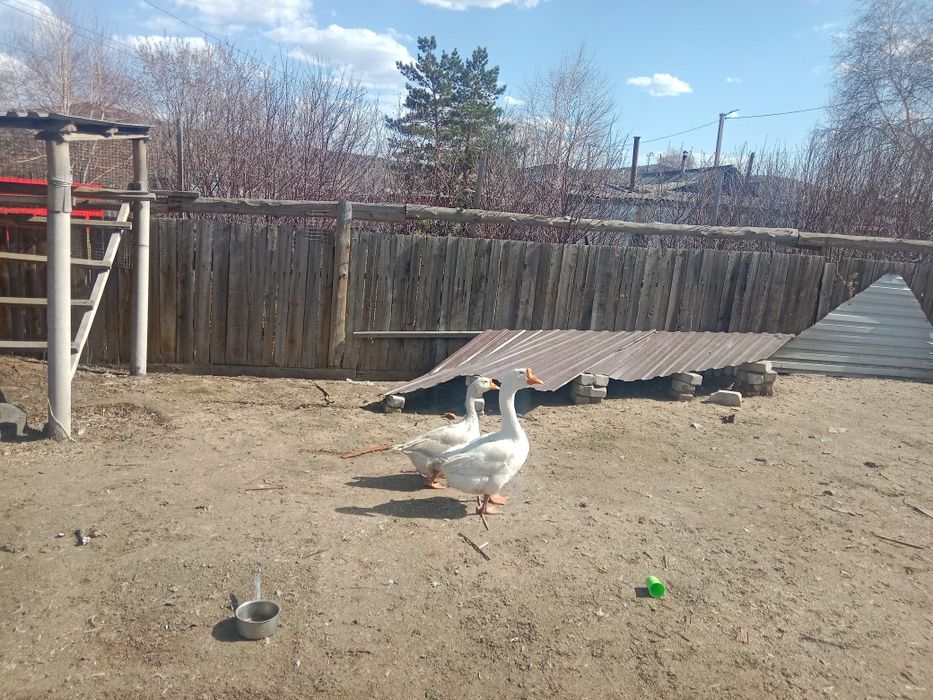 Куры несушки,белые